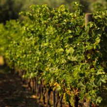 Etna Winery Retreat
