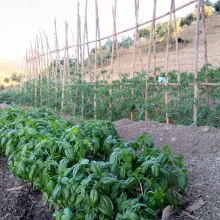 Agriturismo Cefalù Madonie_Vegetable garden