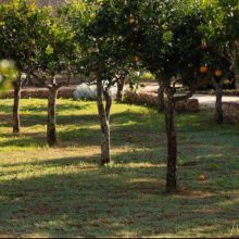 Sea&Country stay Baia dei Turchi_orange garden