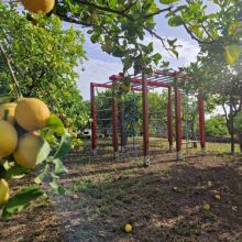 Agriturismo Limoneto dell'Etna
