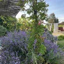Charme Retreat Martina Franca, flowers in the garden