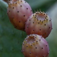 Fruits of Apulia