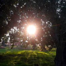Country coach house Ruvo-the enchanting Puglian nature