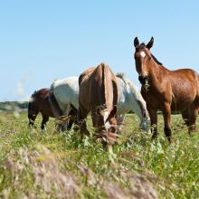 Country Hotel Otranto_horses