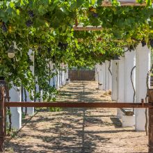 Mediterranean vegetation surrounding a traditional Apulian holiday home