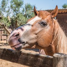 The horses of the ranch in Salento