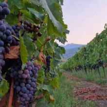 Etna Winery Retreat