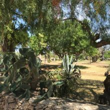 Pure Mediterranean vegetation at the masseria in Salento
