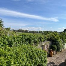 Masseria Cisternino in Valle d'Itria-the garden