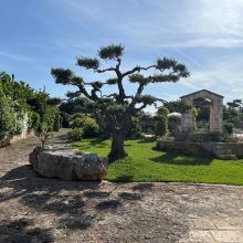 Masseria Cisternino in Valle d'Itria-the garden