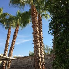 Country stay Ostuni_courtyard palms