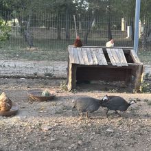 Animals at the farm Animals at the farm