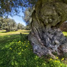 Country luxury resort Lecce_olive grove