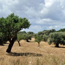 Trulli country stay