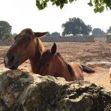 Masseria Cisternino in Valle d'Itria-horses