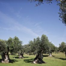 Country luxury resort Lecce_olive grove