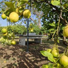 Agriturismo Limoneto dell'Etna