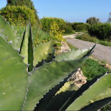 Agriturismo Siracusa_garden