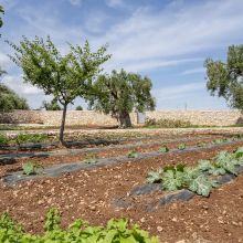 Trulli Suites Polignano, the vegetable garden