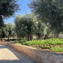 Trulli Suites Polignano, the entrance and the vegetable garden