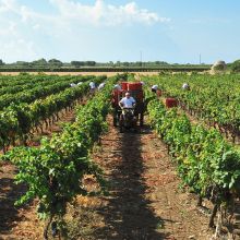 Between ancient trees and vines, the slower rhythm of Puglia Vineyards and mature trees across our wine estate in Manduria, Salento