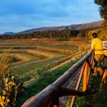 Wine resort Etna East_vineyards