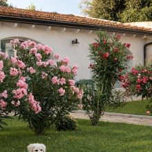 Dog on vacation Salento wine estate - dog on vacation