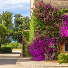 Flowers ot the courtyard Salento wine estate - the courtyard